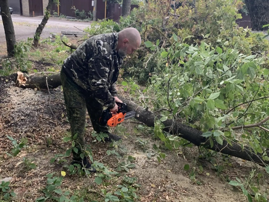 В переулке Петрова опиливают старые деревья В переулке Петрова опиливают старые деревья